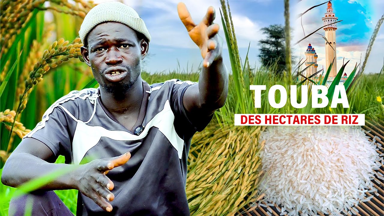🔴Du Jamais Vue : Des hectares de riz à TOUBA, Ay tooli thieb bir Touba...