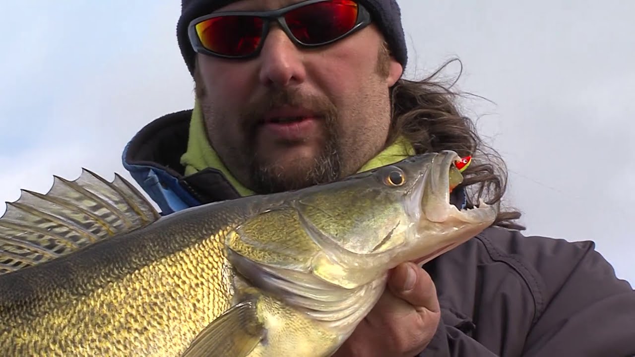 Snoekbaarzen op laag water