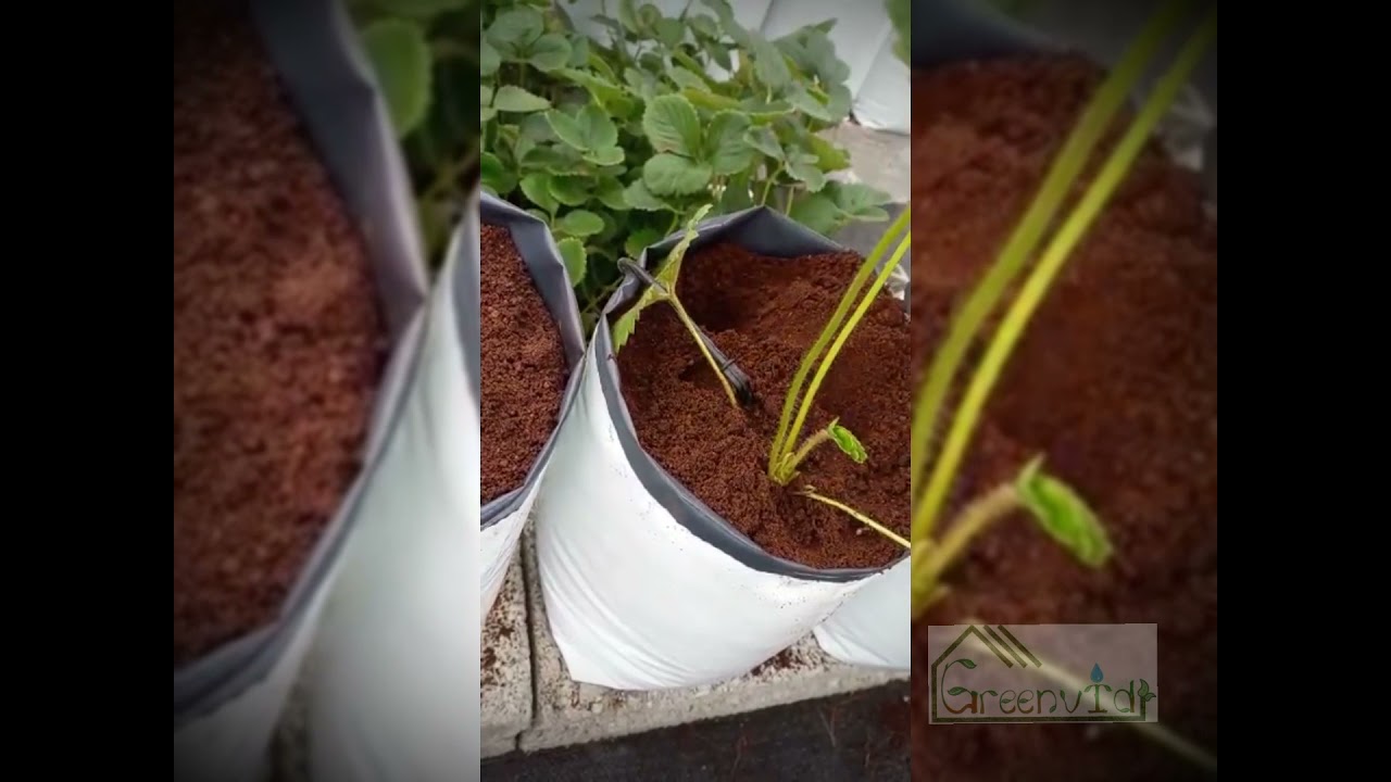 Trasplante de fresa de variedad San Andreas 🍓
