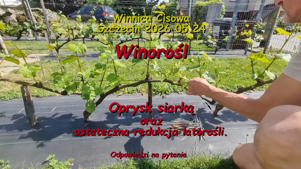 WINOROŚL - Oprysk siarką. Redukcja latorośli. - Winnica Cisowa 2026 05 24