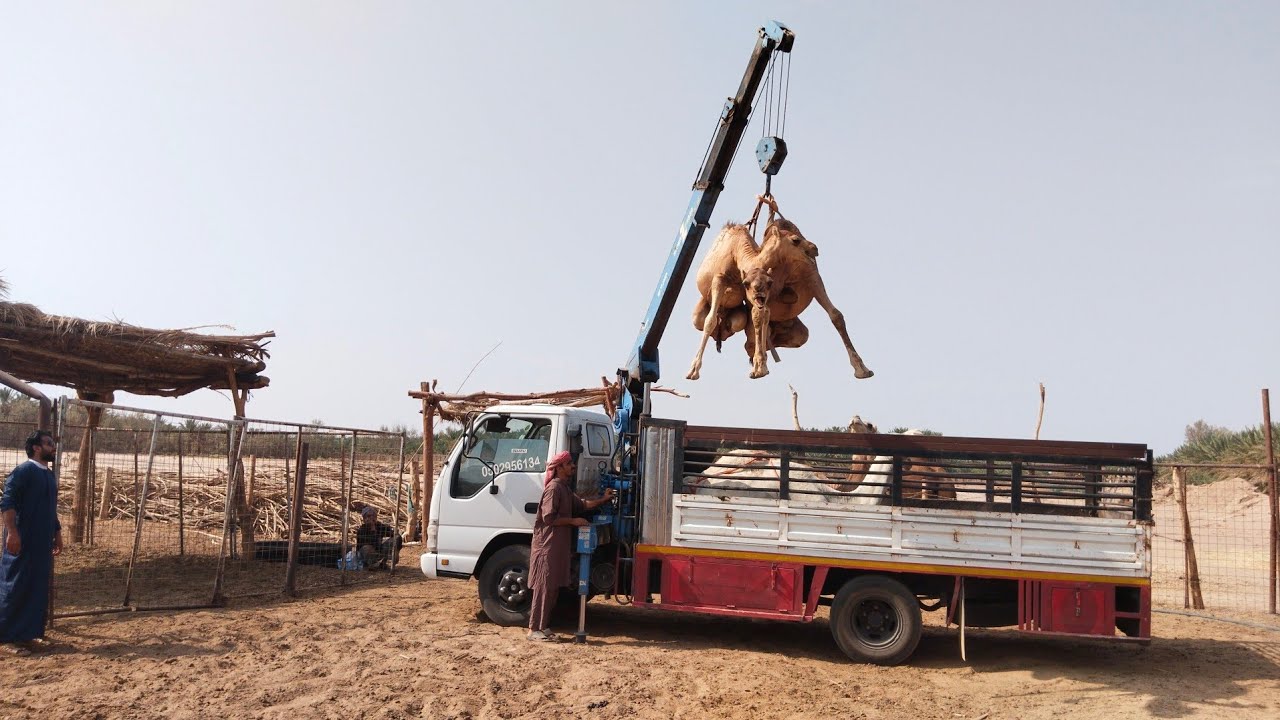 Loading Angry Camel 🐫 In Trucks Saudi Arab 🇸🇦