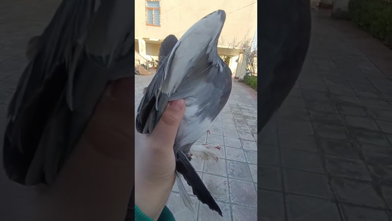 Quşlarımı göstərirəm🕊️