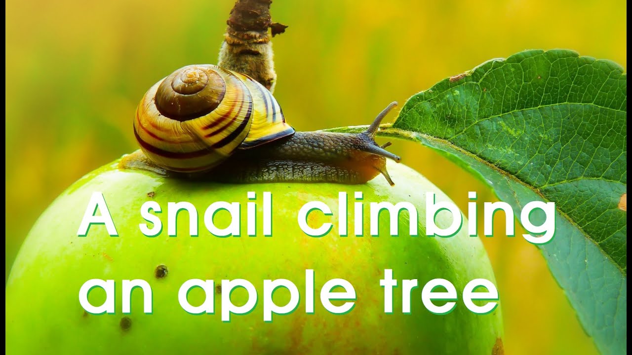 Short Story: A snail climbing an apple tree