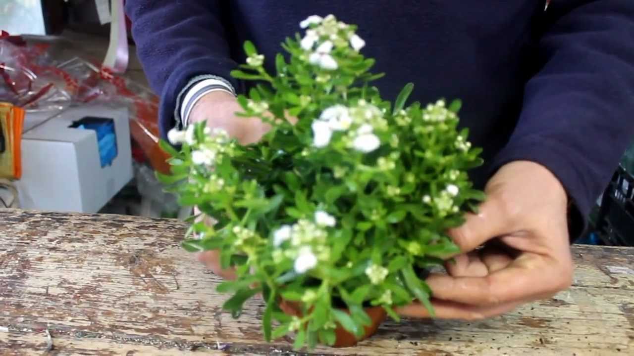 Le piante fiorite che resistono al gelo