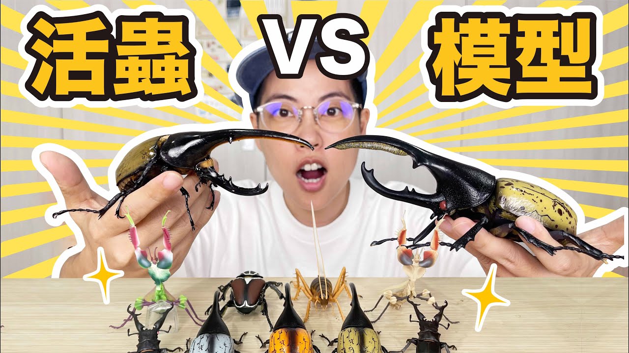 神還原！活蟲VS模型 世界昆蟲明星大集合！赫克力士 大王花金龜 巨沙螽 長頸鹿鋸鍬形蟲 魔花螳螂