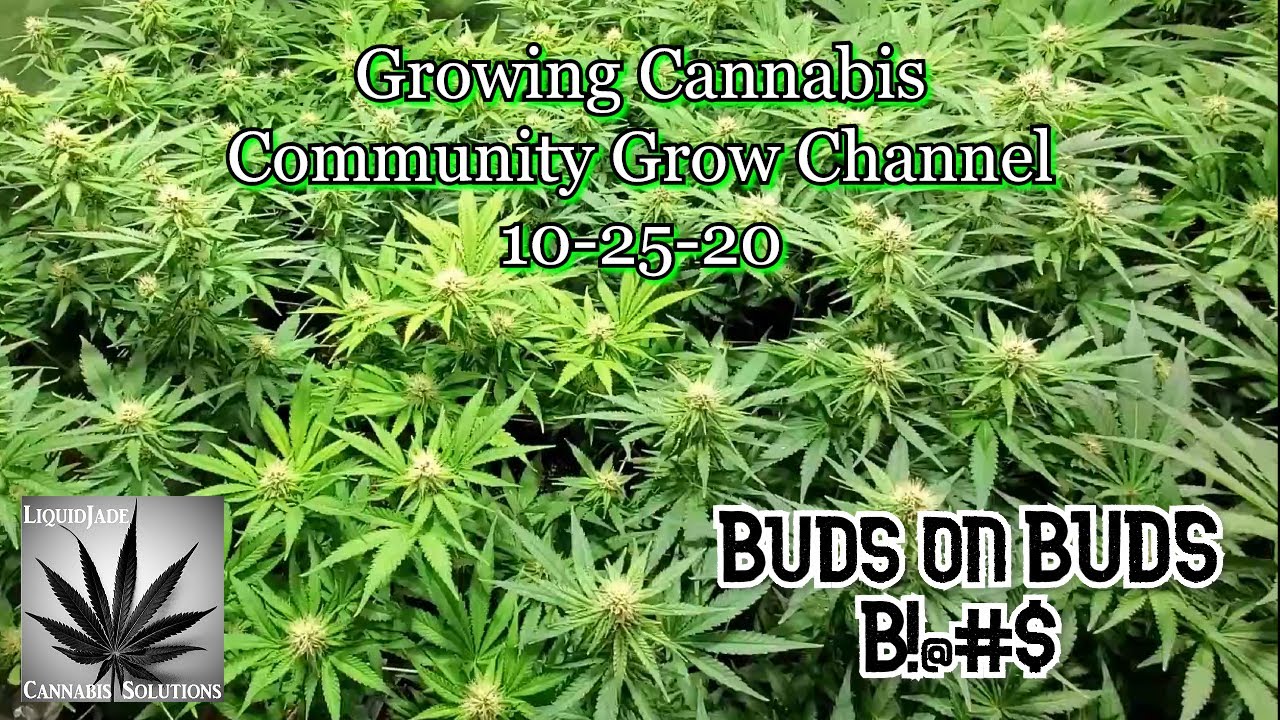 Growing Cannabis - Community Grow Channel 10-25-20