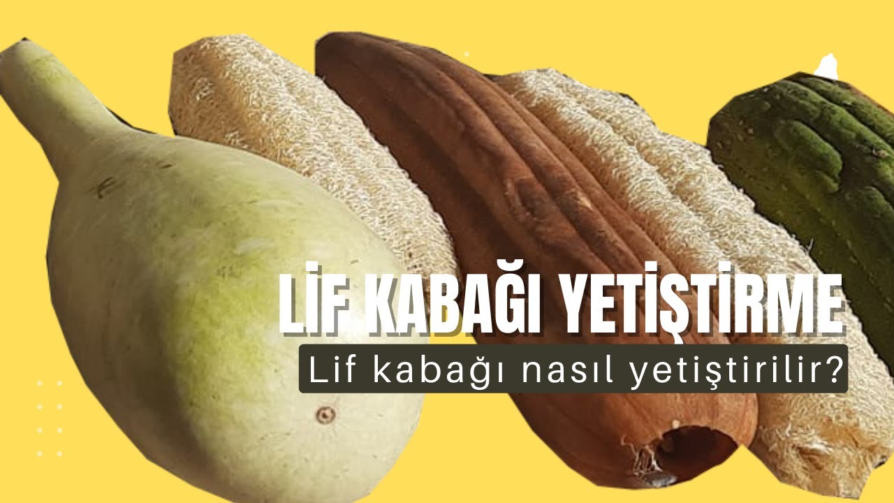 LİF KABAĞI VEYA  KABAK LİFİ NEDİR, NASIL YETİŞTİRİLİR VE NERELERDE KULLANILIR