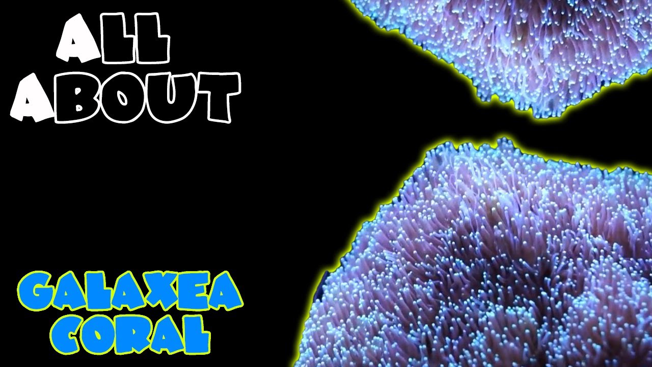 All About The Galaxea Coral