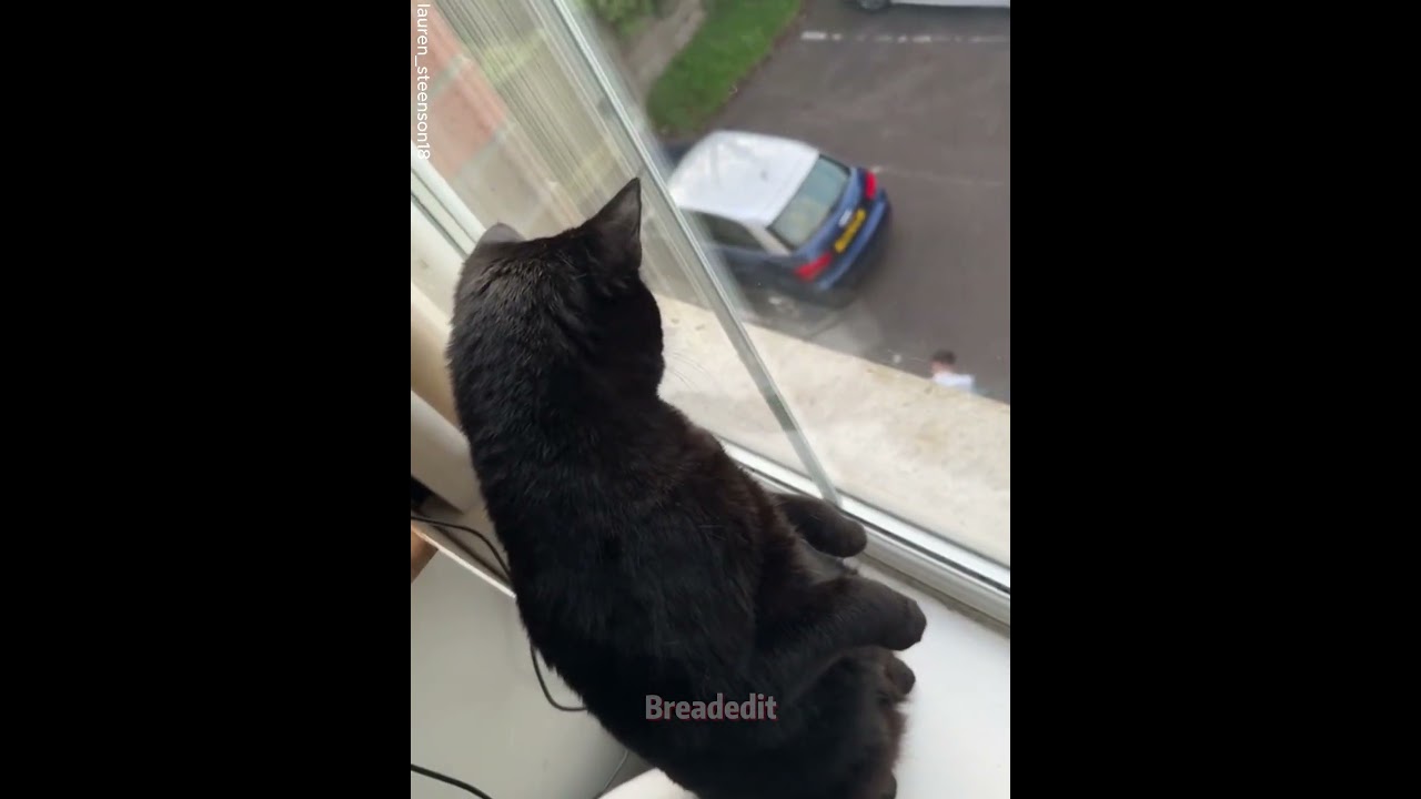 Китти предали 🐱💔 #шорты