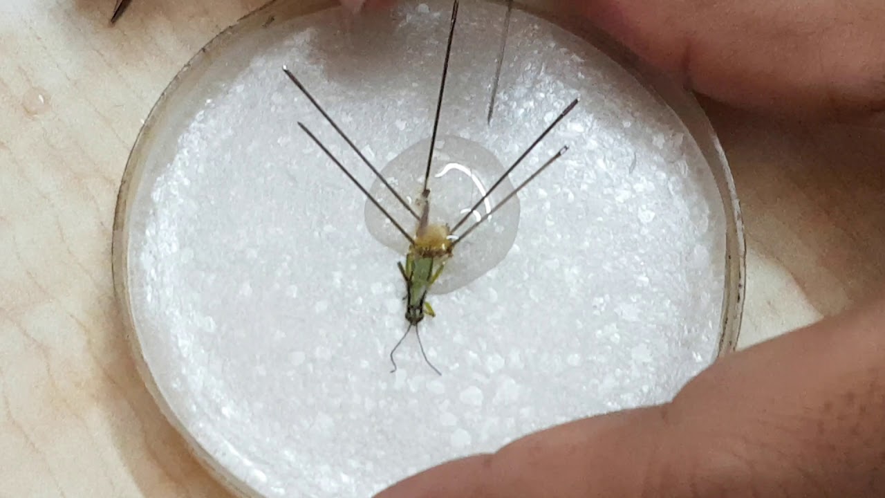 cytological practical of grasshopper testicular material PART I