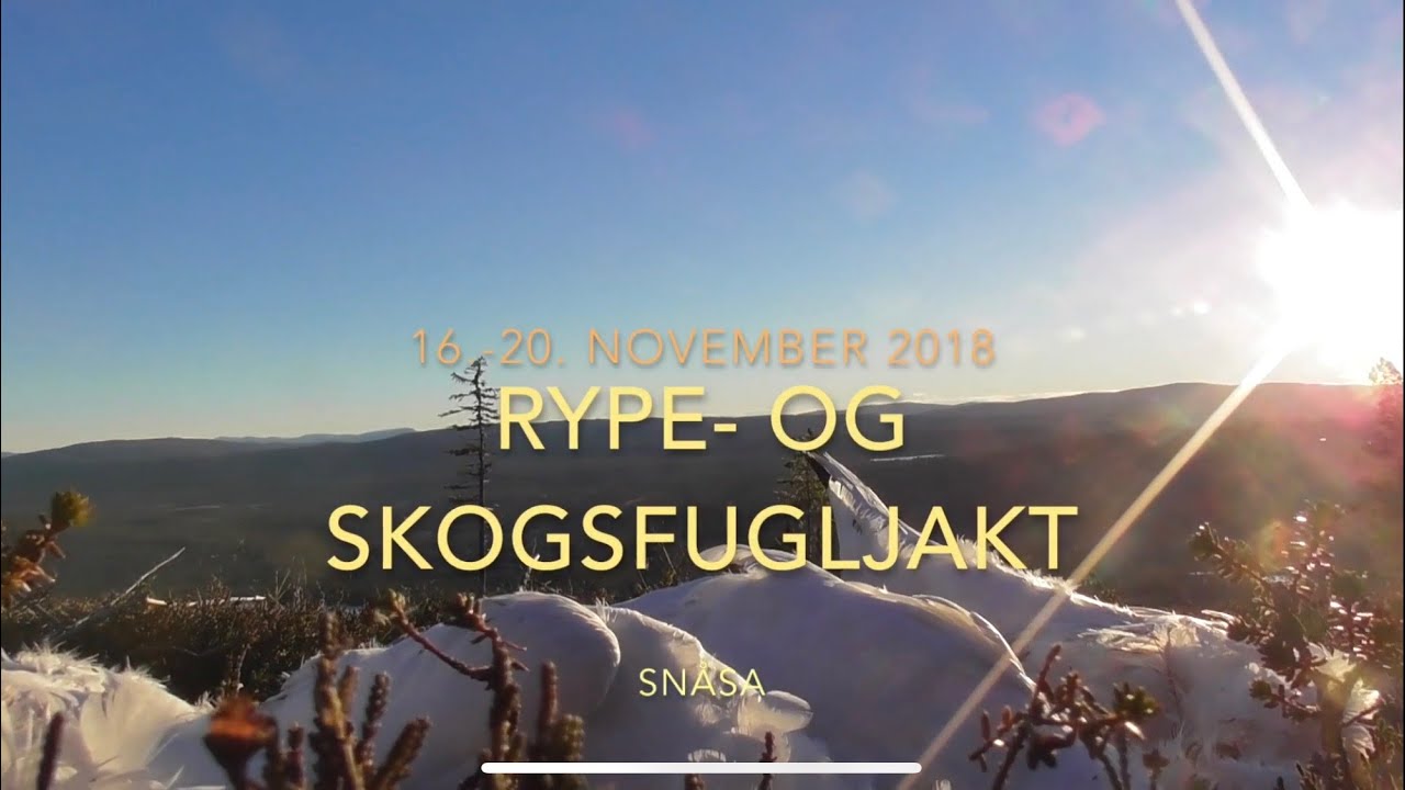 Rype og Skogsfugl jakt, November 2018, med stående fuglehund i Trøndelag.