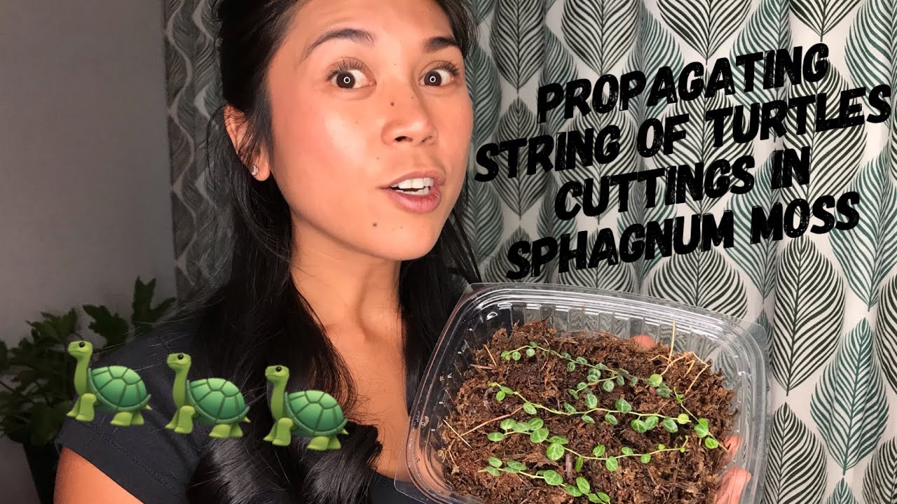 Propagating String of Turtles | Peperomia Prostrata Cuttings