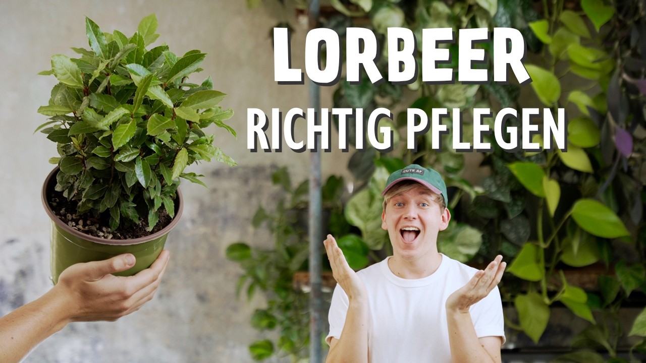 Lorbeer richtig pflegen: So trotzt er Trockenheit und &uuml;bersteht den Winter!