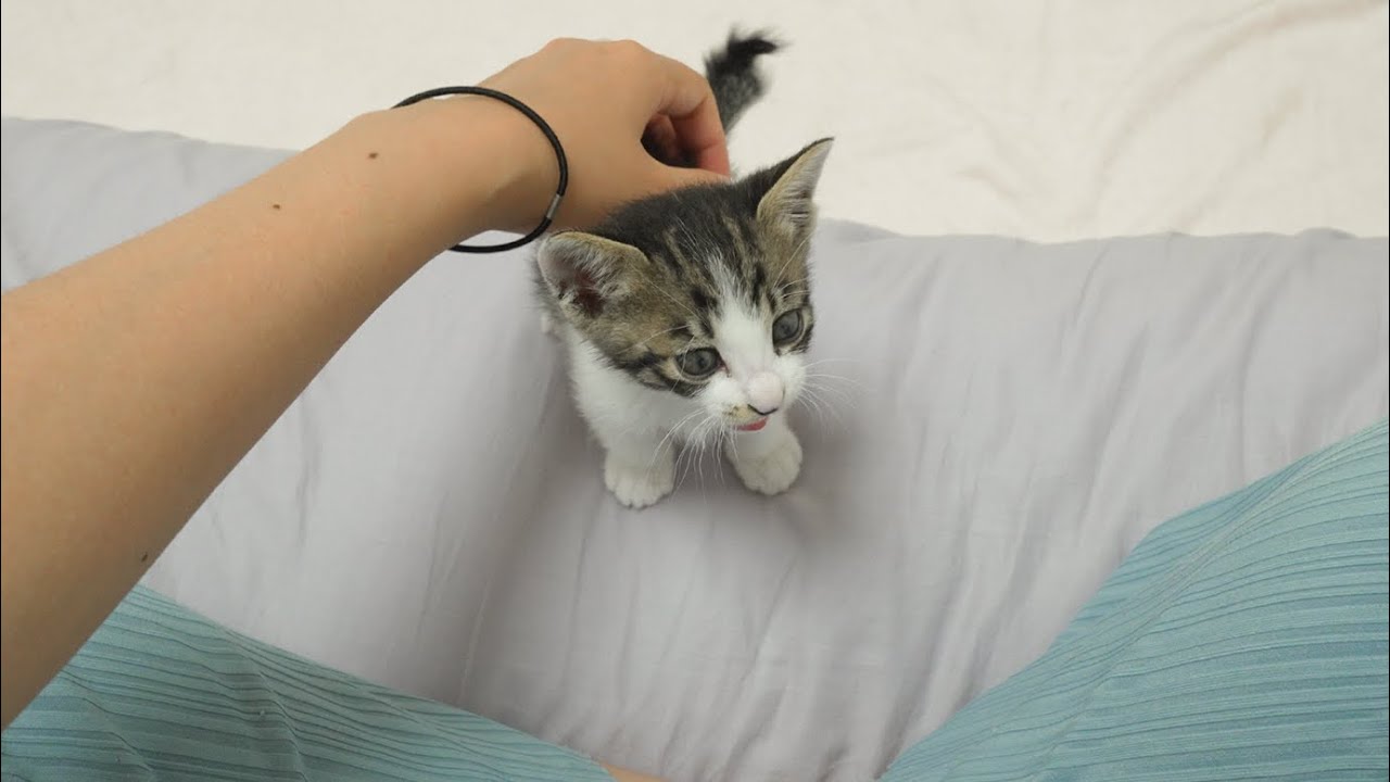 Whenever It's Time to Eat, a Baby Kitten Comes and Acts Cutely
