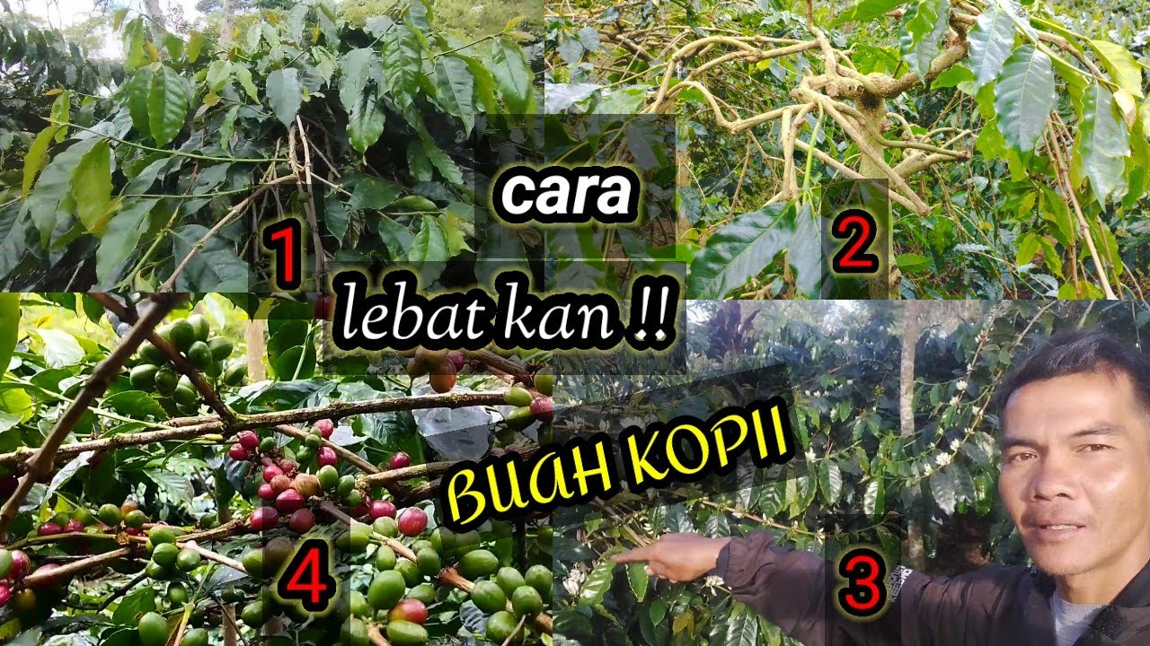 CARA PEMANGKASAN KOPI ARABIKA -CARA INI BISA LEBATKAN BUAH KOPI @feryduniatani#bertani kopi
