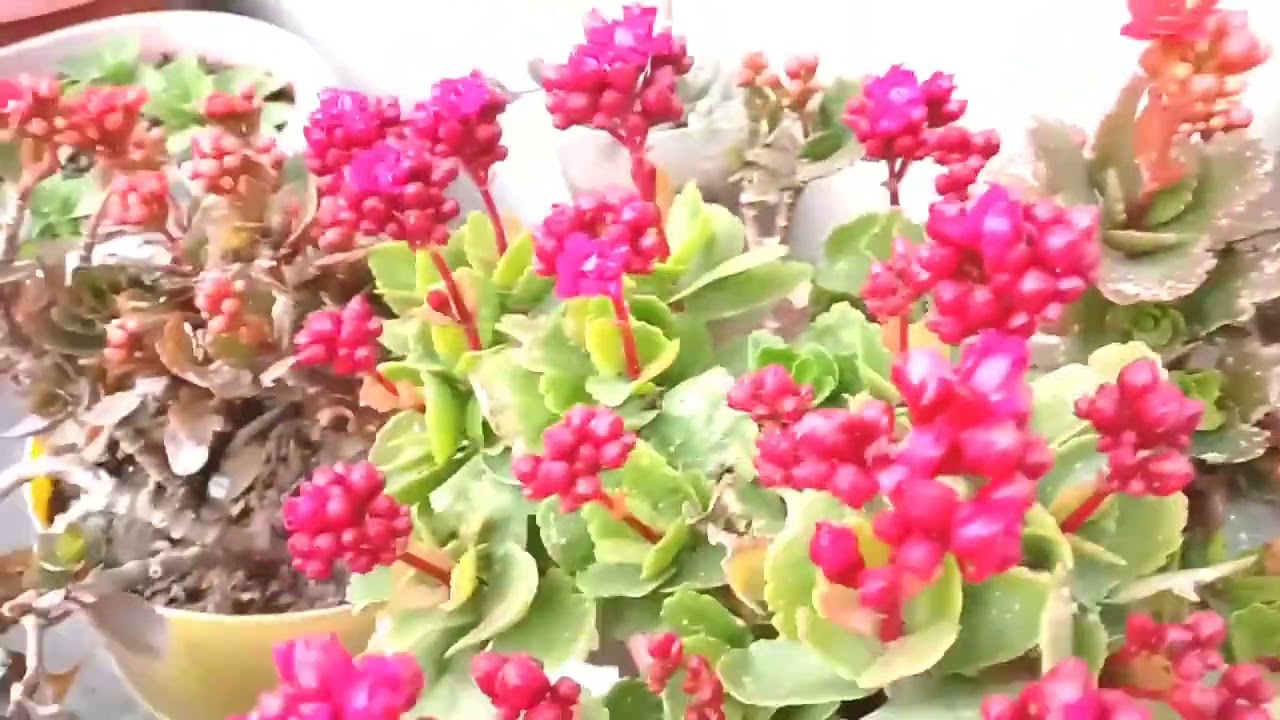 फरवरी में सर्दियों के फूल खिलने लग गए/winter plants/winter flower