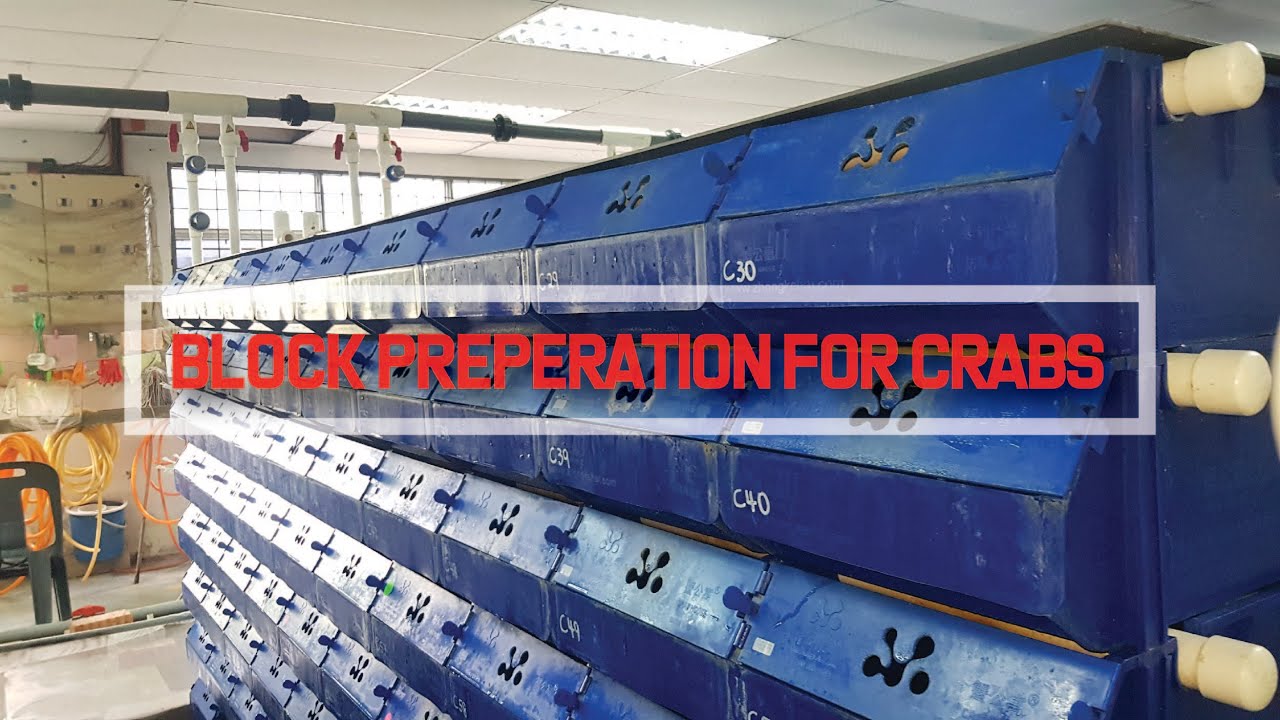 Preparation of mud crab farming system before stocking