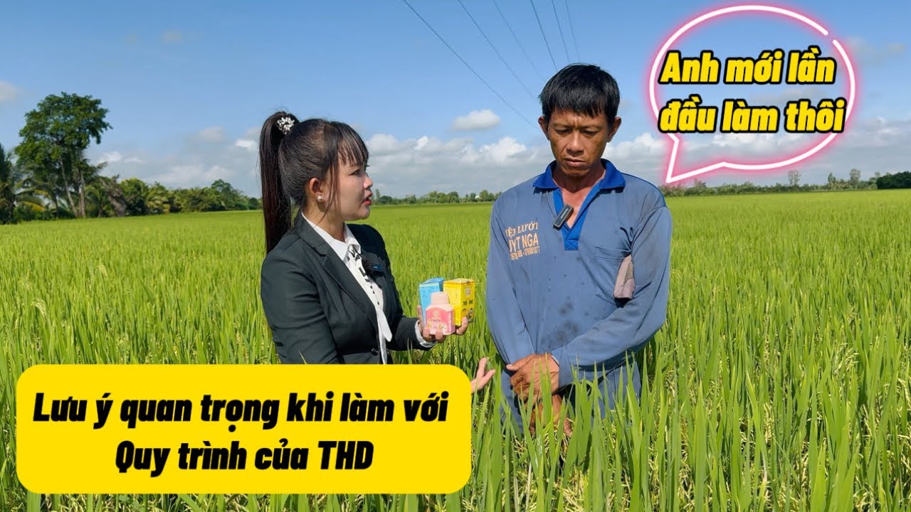 Những Lưu Ý Quan Trọng Khi Làm Quy Trình Lúa Với Sản Phẩm THD