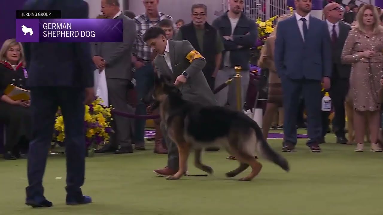 German Shepherd Dogs | Breed Judging 2026