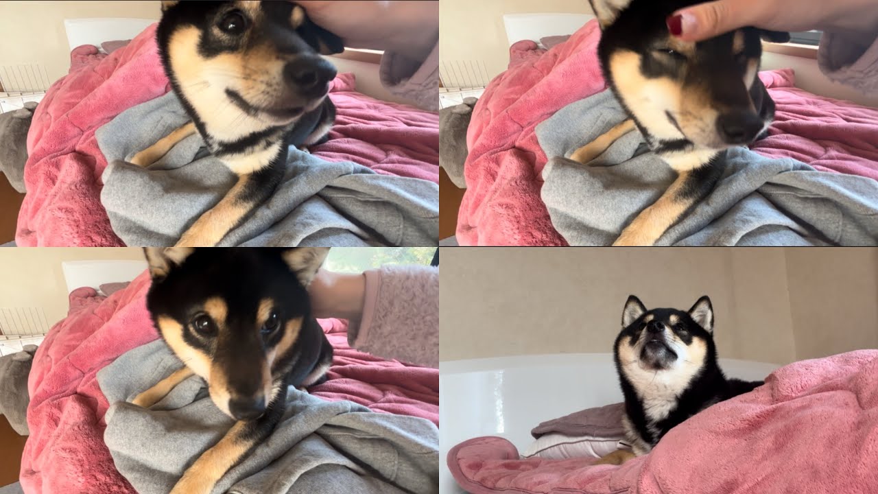 ベッドの上乗りたくて乗って眠たくなっちゃった犬