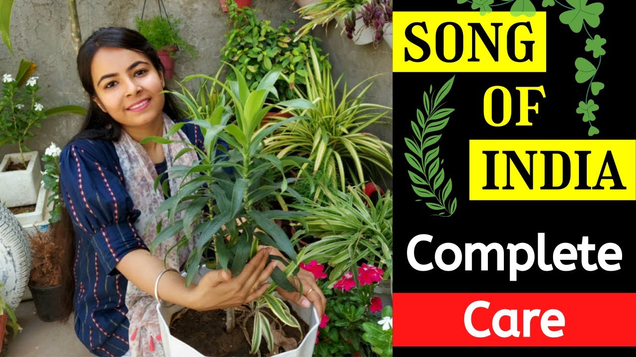 Song of India Plant Complete Care | How to Grow Song of India Plant | Song of India Care in Summer