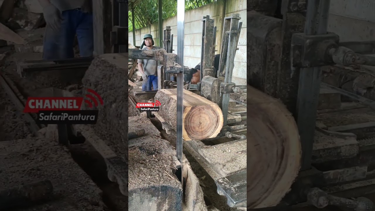 Bikin bahan kursi Stol #wood #sawmill #korea #brazil