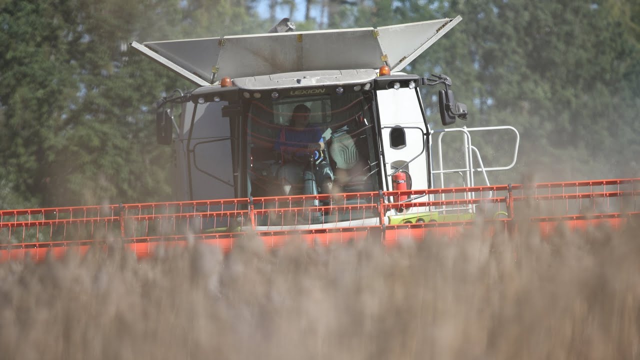 Zemědělci ze Želiva sklízí mák | Kombajny CLAAS