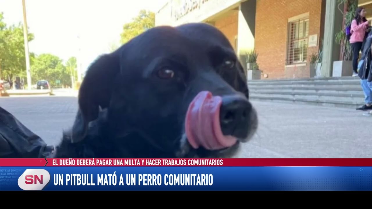 Un perro Pitbull mató a un perro comunitario El dueño deberá pagar una multa y hacer trabajos comuni