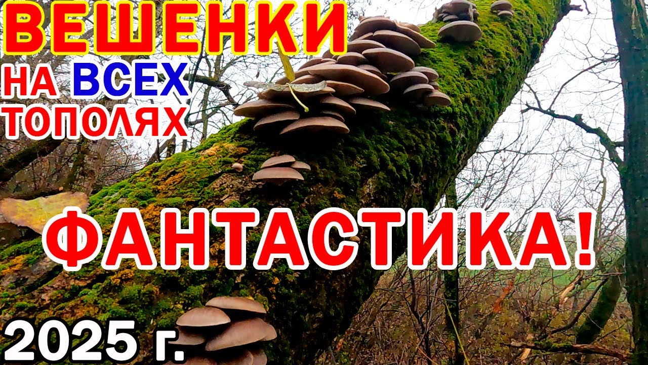 Грибов ПОЛНО! ВЕШЕНКИ на КАЖДОМ ТОПОЛЕ! Все не унести! Собрали 2 ведра! Можно ещё, но некуда класть