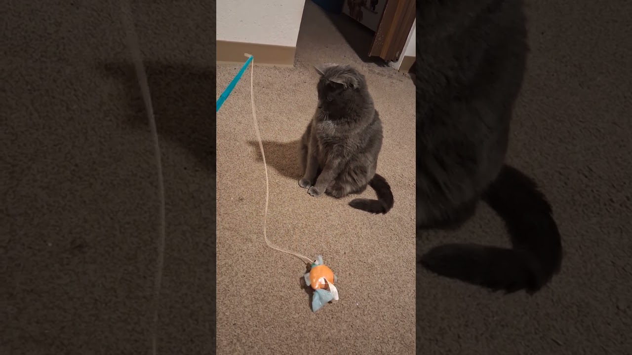 Scarlett the Domestic Blue playing with one of her cat toys