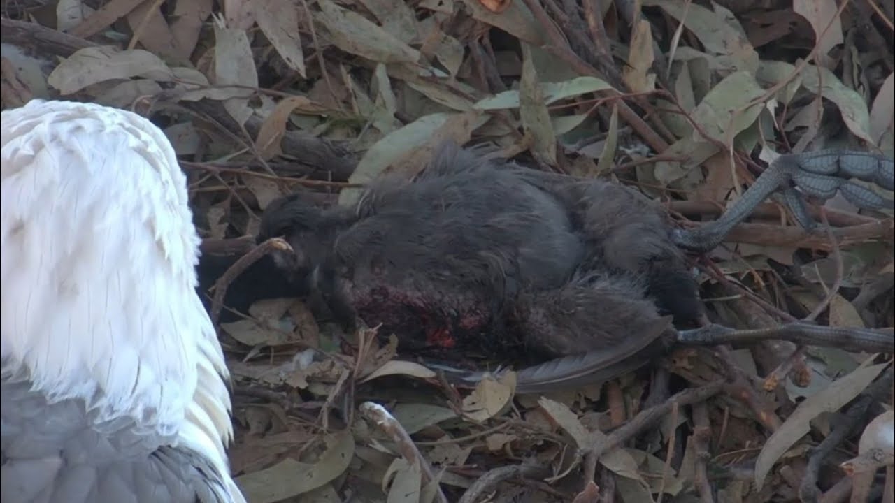 Dad catch escaped bird again and bring back to nest | Sea-EagleCAM | Aug 17, 2025