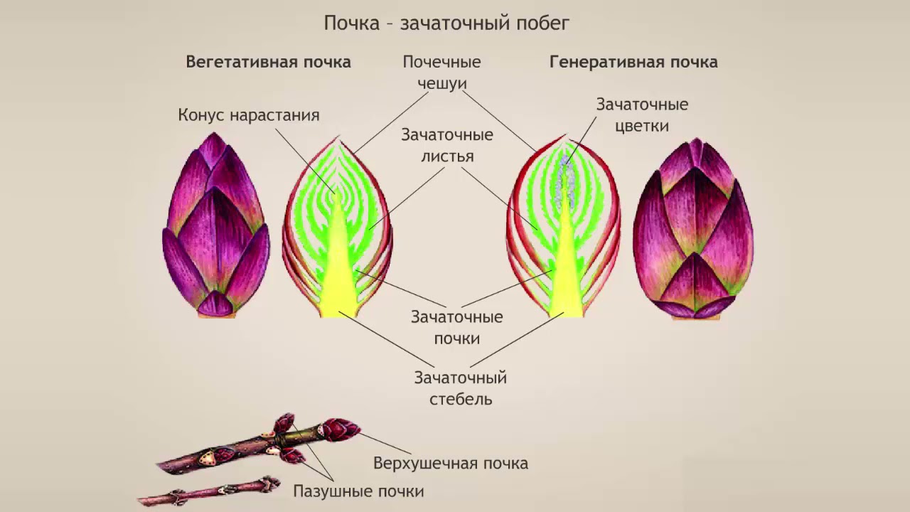 Побег. Биология