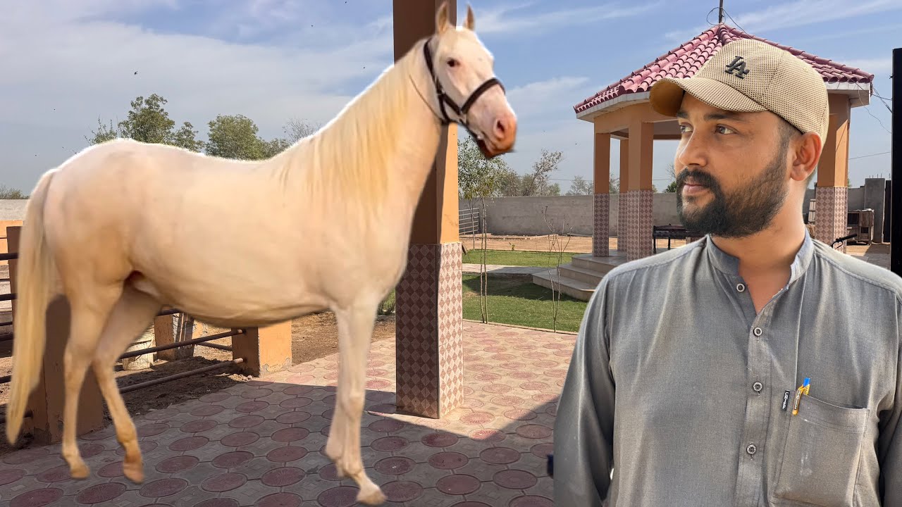 White Nukri Ghodi Ki Talash Ek Badi Khushkhabri!