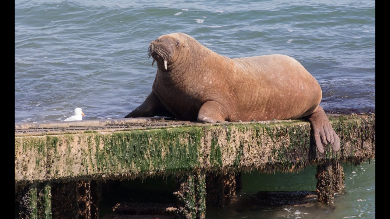 WALLY THE WALRUS | TENBY, PEMBROKESHIRE | DAY TRIP | SWANSEA | WALES