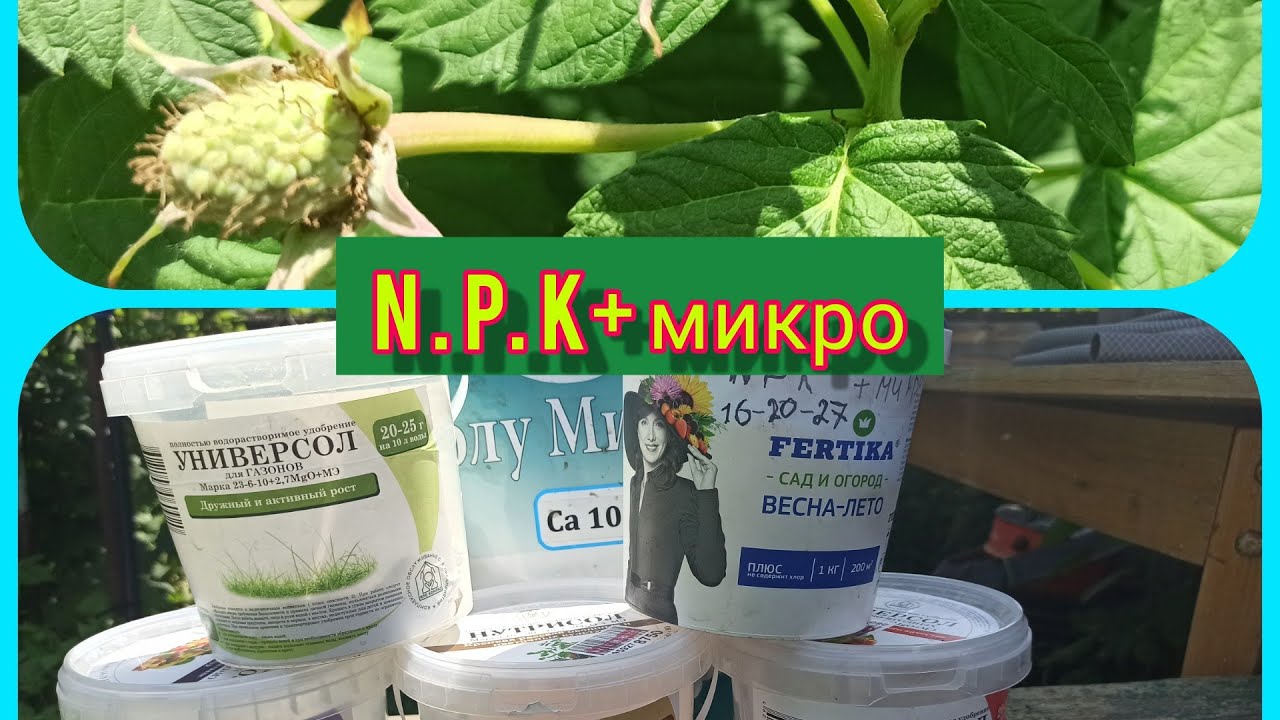 Схема подкормки малины с весны до осени, защита от вредителей и болезней. Формулы удобрений.