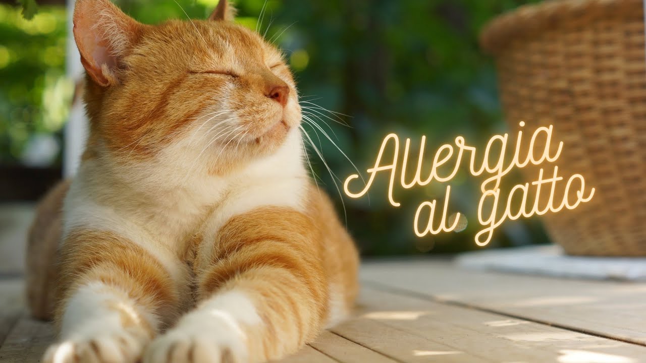 Gatto anallergico: ecco come sceglierlo