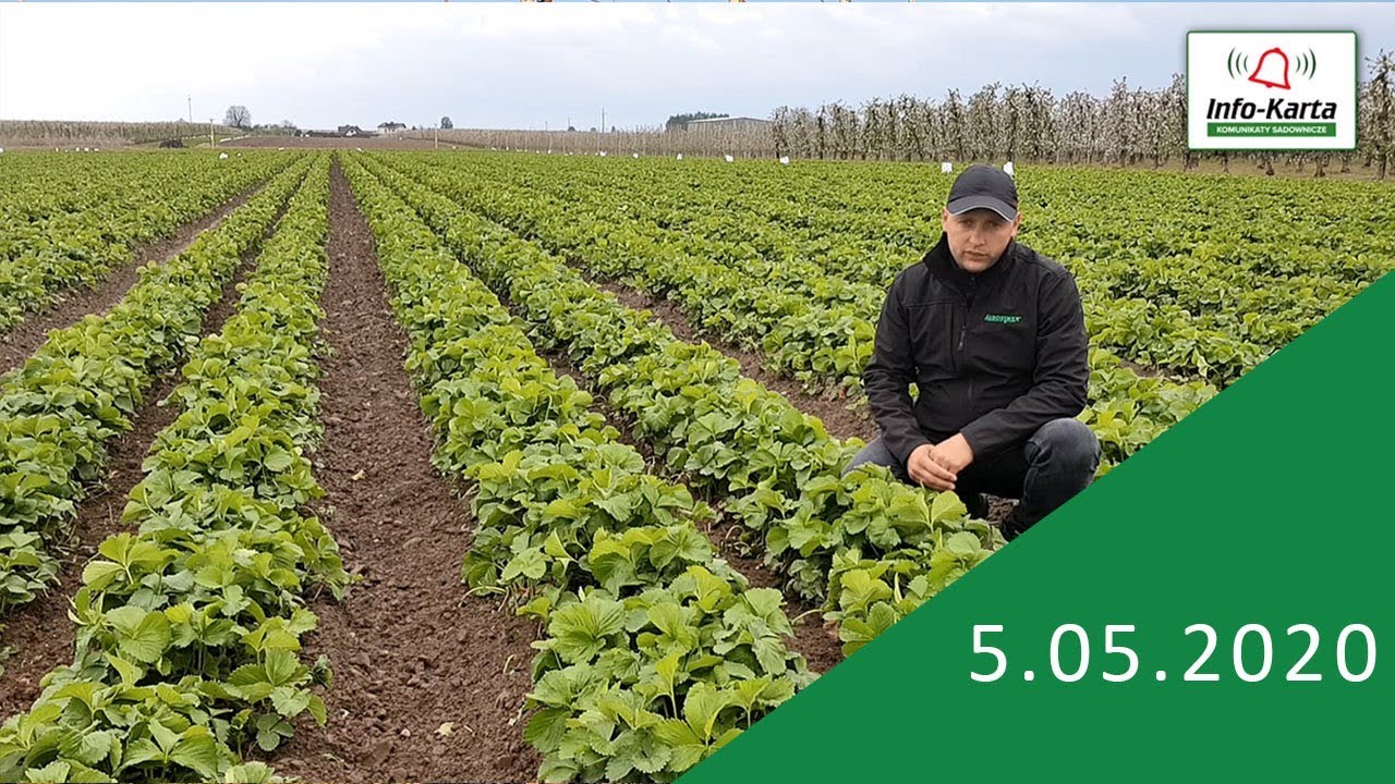 Ochrona i nawożenie truskawek tuż przed i w czasie kwitnienia - komunikat jagodowy Agrosimex
