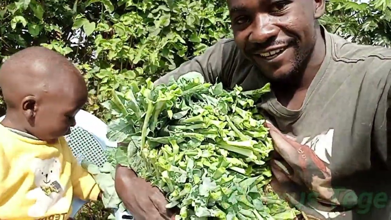Second bumper harvest in my sukuma wiki 😱😱#farming #garden #kales #africanfood 
