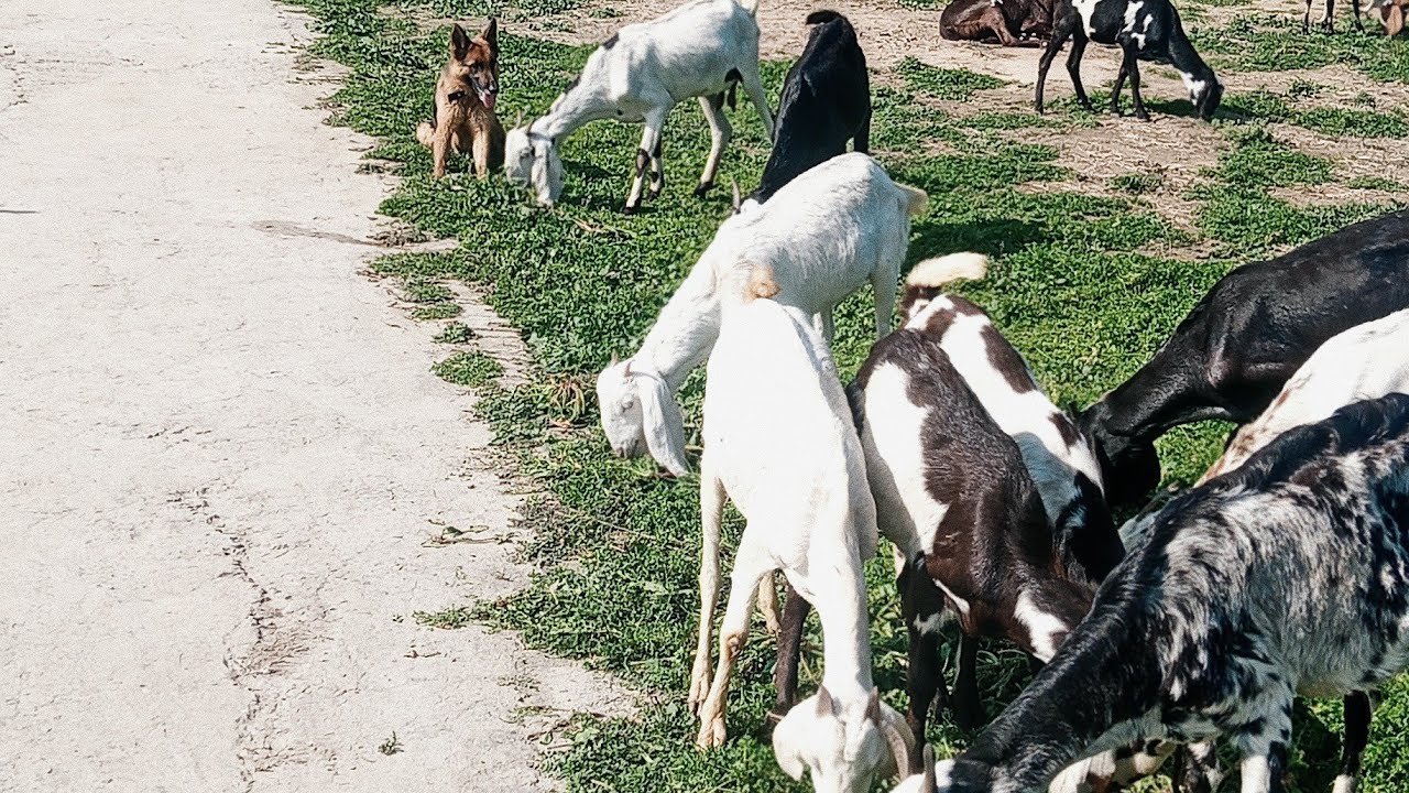 New Pastures! 🌾🐕 | German Shepherd Guarding the Herd in Different Village Fields 🐐