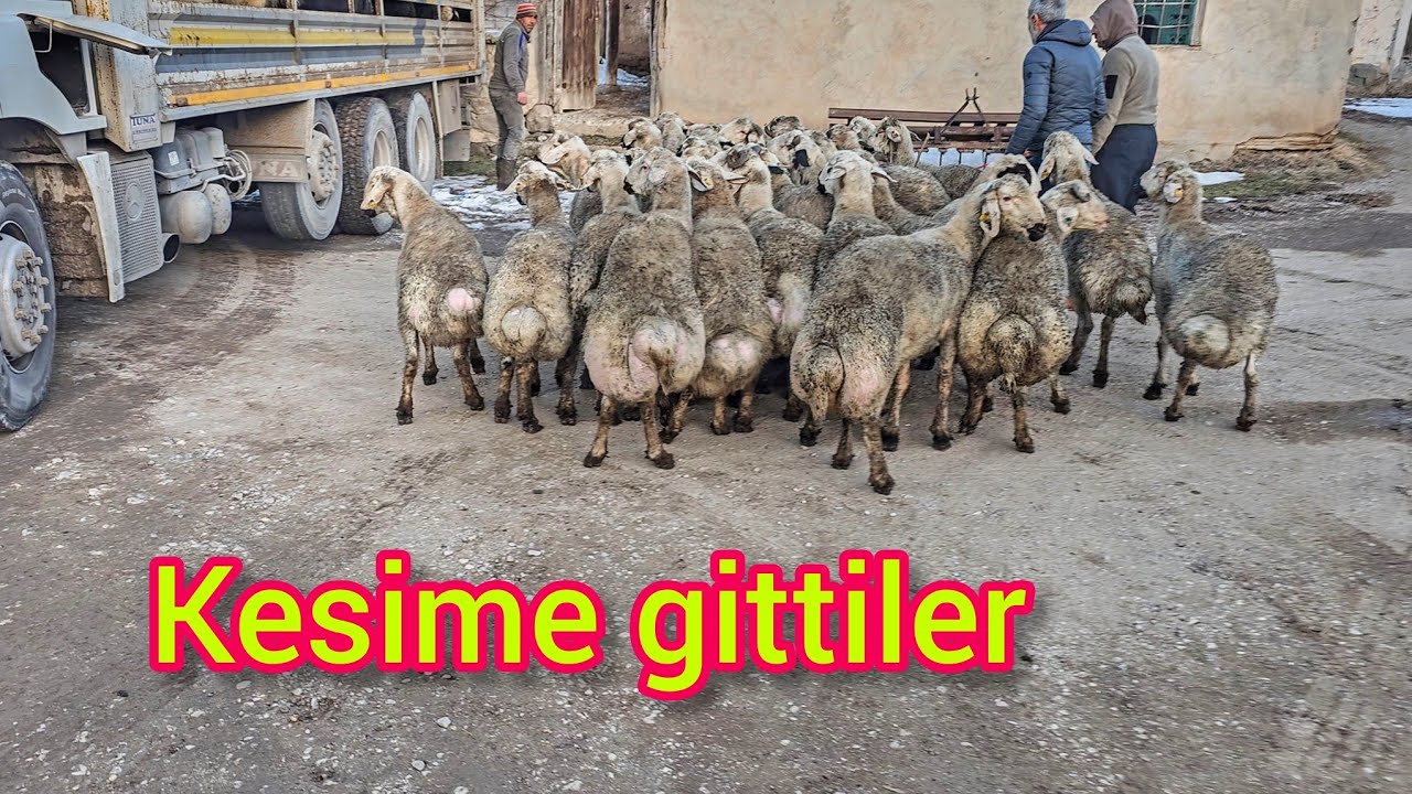 DEV GİBİ OLAN KUZULARIMIZ GAZİANTEP'E KESİME GİTTİLER ~ZORLU BİR SÜREÇ OLDU