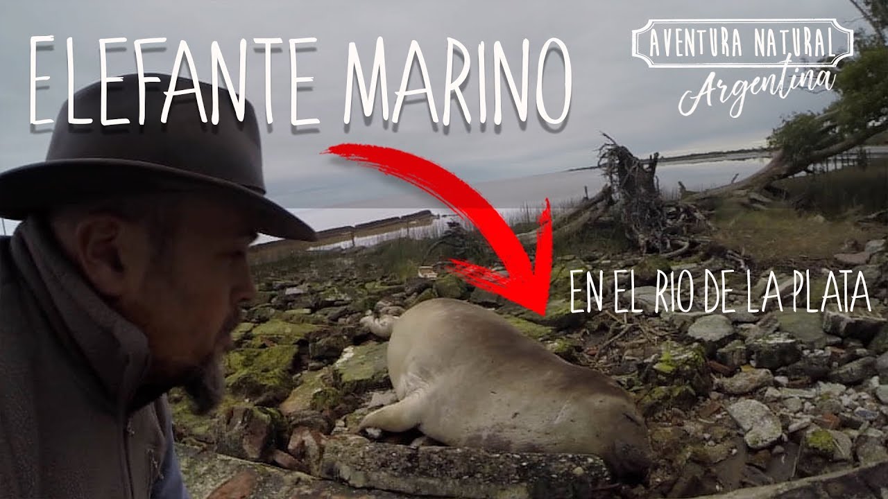 Sorprendente Encuentro: Elefante Marino Navega por el Río de la Plata
