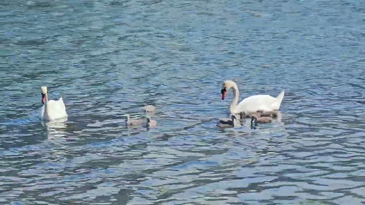 Ca-n povesti pe lacul Belona!