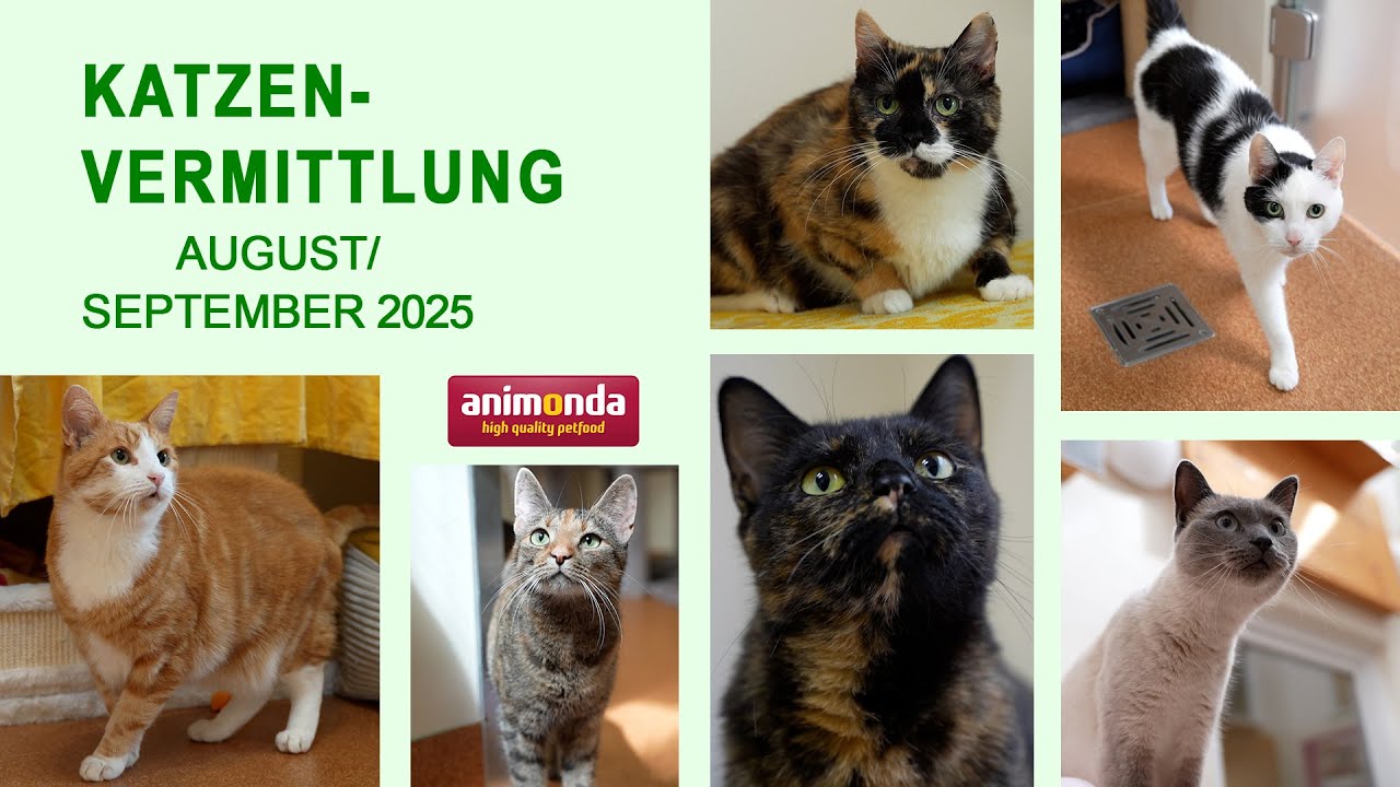Katzenvermittlung - August/September 2025 (Tierheim Hannover TV)