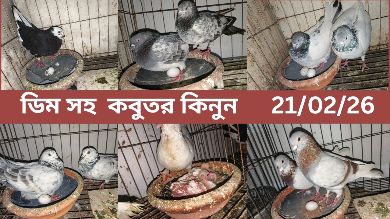 ডিম সহ  কবুতর কিনুন