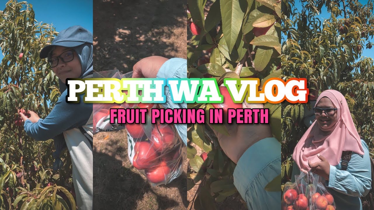 Fruit Picking In Perth | Perth Western Australia Vlog