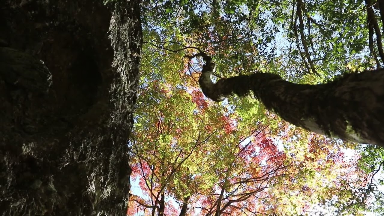 2023.11.2 紅葉の 古岩屋：動画版