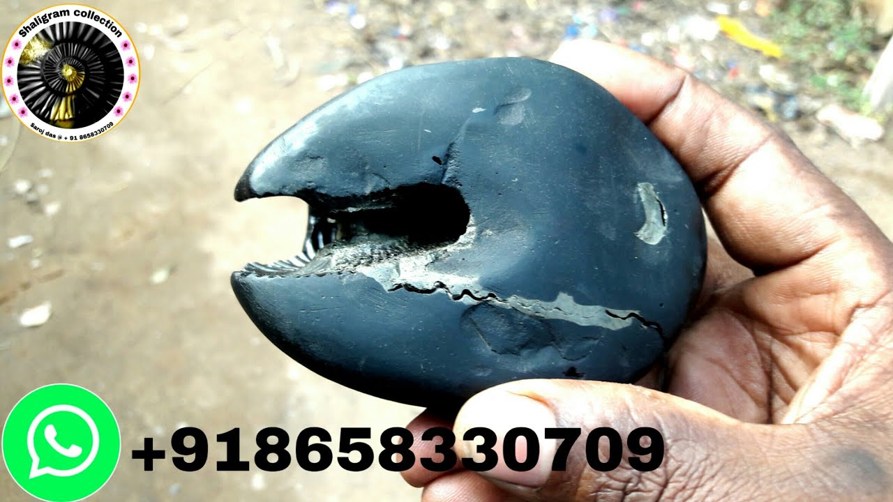 Shaligram Shila || Sri Hiyagrivar Laxmi Salagram