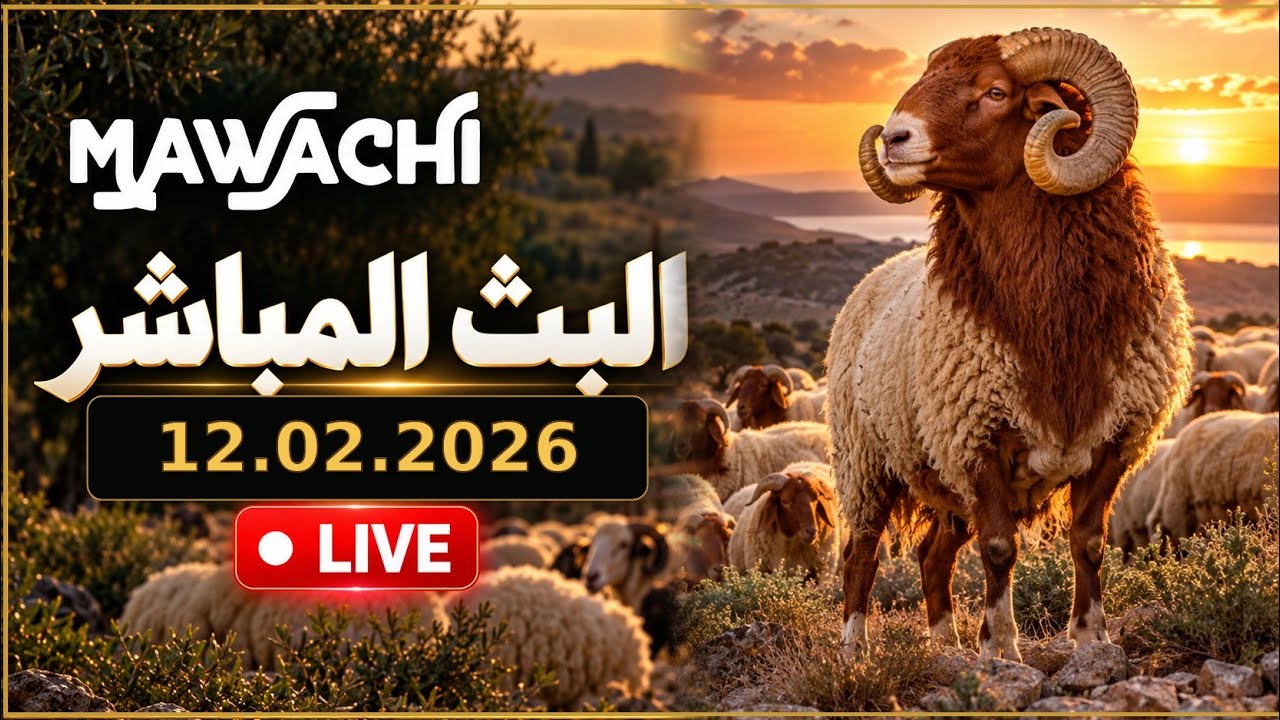 MAWACHI 12/02/2026- مواشي البث المباشر