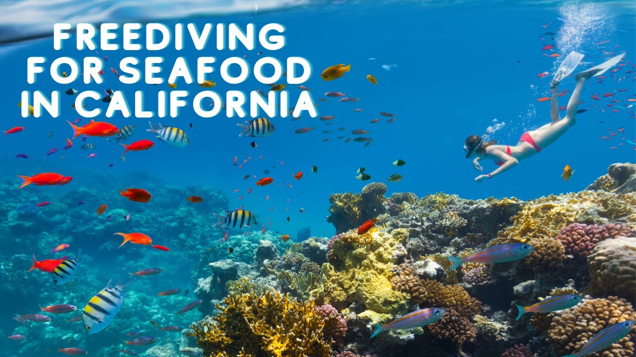Freediving for seafood in California