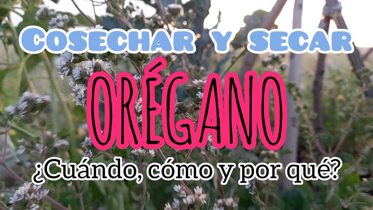 Cosechar y secar ORÉGANO [¿cuándo , cómo y por qué?]